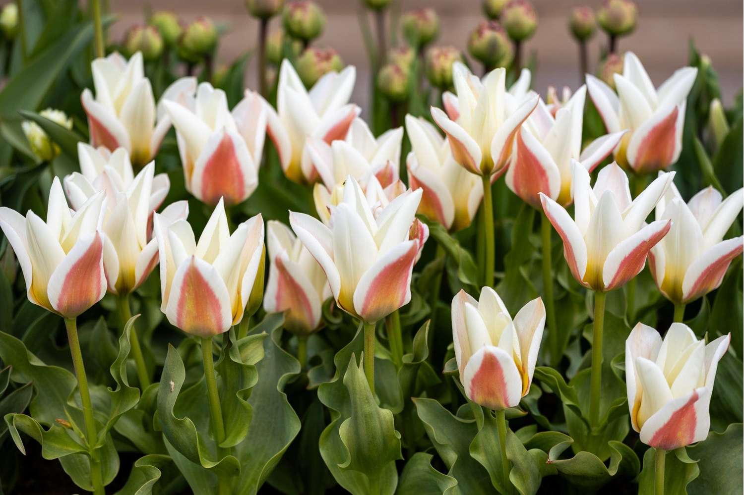 Tulppaani 'Serano'